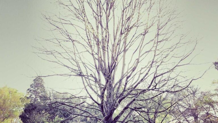 How To Join The Official 11Xplay Telegram Group Link?