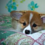 Reddybook: Transforming Digital Learning with Integrated Gaming Experiences