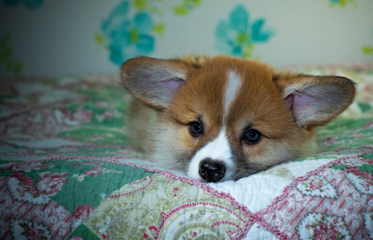 Reddybook: Transforming Digital Learning with Integrated Gaming Experiences